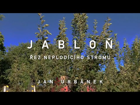 Video: Ovoce jabloní – proč jabloň nerodí ovoce