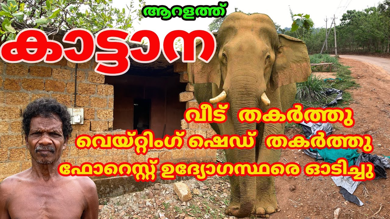 ആറളത്ത് കാട്ടാന വീട് , വെയ്റ്റിംഗ് ഷെഡ്  തകർത്തു ഫോറെസ്റ്റ് ഉദ്യോഗസ്ഥരെ ഓടിച്ചു #elephant #forest
