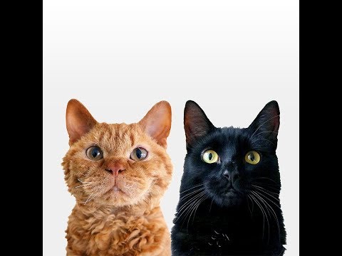 RINA TAKEI - YouTube