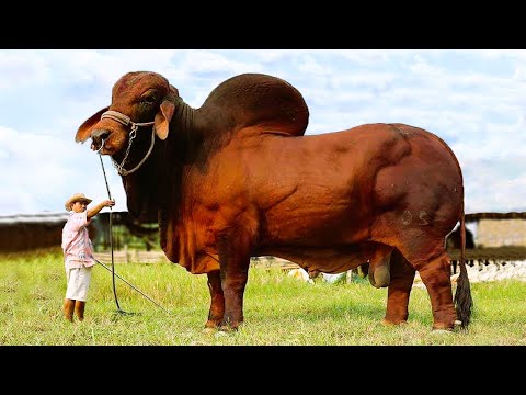 Unraveling the Mysteries of the Largest Bull in the World