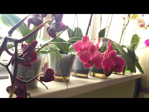 ОРХИДЕИ В ДВОЙНЫХ ГОРШКАХ 2 года // плюсы и минусы