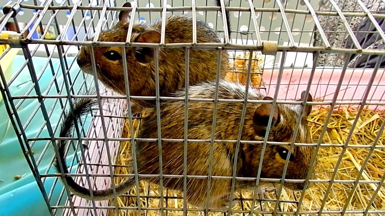 Дегу. Видео с Грызунами. Дегу Видео. Южноамериканский Грызун Дегу ...