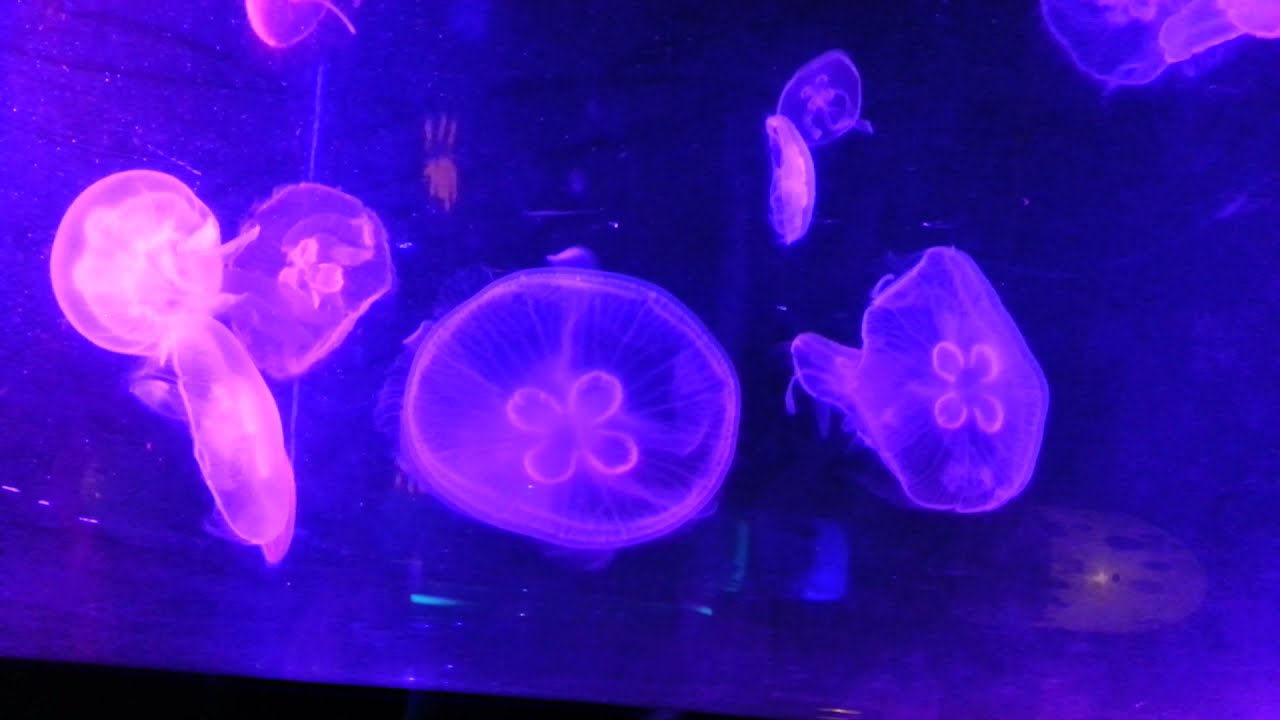 Jellyfish galore in Harbin Aquarium, Harbin, China - YouTube