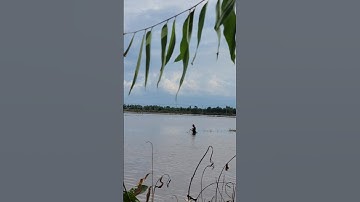 Giăng lưới cá rô giữa đồng nước nỗi