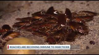 Cockroaches Are Becoming Almost Impossible To Kill Researchers Say Scientists Explain Why Cockroaches Are Impossible To Eliminate