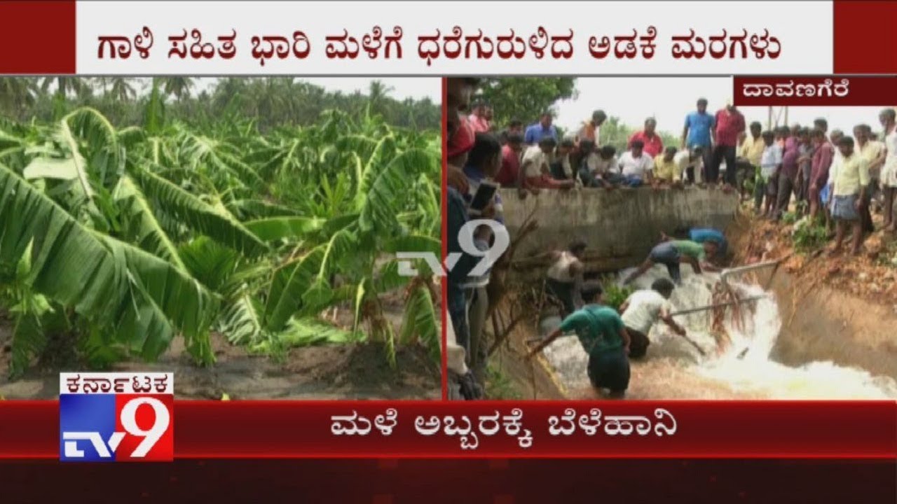 Heavy Rain, Wind Uproots Many Trees, Damages Crops in Davangere - YouTube