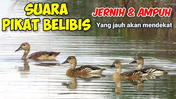 SUARA PIKAT BELIBIS/MLIWIS‼️ BELIBIS LIAR AUTO TURUN.