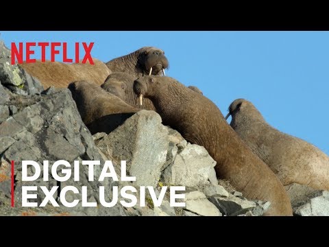 Our Planet | Walrus | Behind the Scenes | Netflix