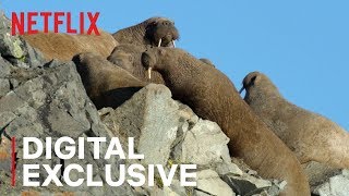 Our Planet | Walrus | Behind the Scenes | Netflix