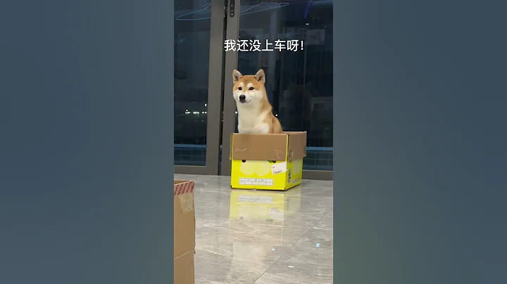【奥斯卡一家的欢乐日常】狗狗我呀！也坐上了巴士了～ - 天天要闻