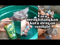 CARA MENGHILANGKAN KUTU KUCING DAN CARA MEMANDIKAN KUCING