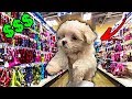 Buying My Dog EVERYTHING He Touches!
