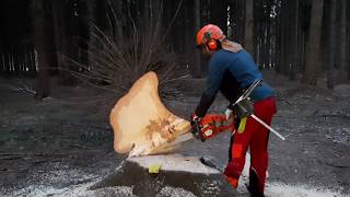 Felling trees in the forest at dawn, Precision lumberjack in Central Europe