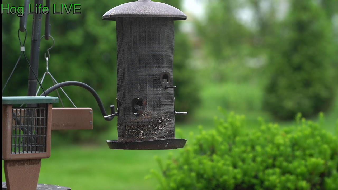 HOWLIGANS LIVE FEED BIRD FEEDER main image 0