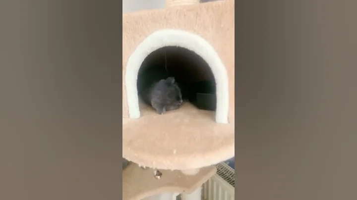 Watch the video about Sleeping baby british shorthair | schlafende britisch kurzhaar kitten