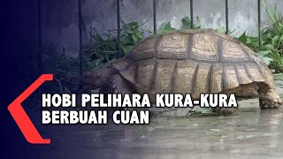 Hobi Merawat Kura-Kura, Ternyata Bisa Berujung Cuan