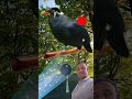 পারলে পাখিটাকে খাবার খাও, If you can, feed the bird.#funny #shorts #viral