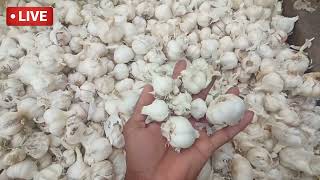 18 दिसंबर 2021 जावरा मंडी लहसुन भाव। लहसुन में आज तेजी। jaora Mandi today lahsun bhav/garlic rate