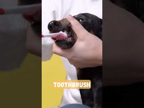 Video: Poslušný pes štěstí sedí za její čištění zubů