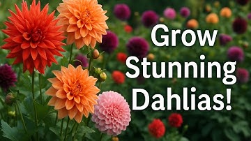 Dahlia Drama | The Flower Garden Diva You NEED to Grow
