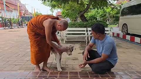 เชียงใหม่-สุนัขไซบีเรียนป่วยหลายโรค หลังพบอาการทรุด ขณะนี้ออกจากโรงพยาบาลพระครูอ๊อด