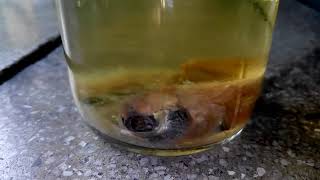 Lab Specimen Exocoetus (Flying fish)