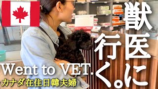 [カナダ在住日韓夫婦]初めてカナダの獣医に行く。愛犬を迎えてからの週末日記。