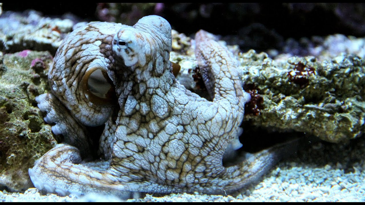 World Octopus Day 2019: Seattle Aquarium - Day Octopus and Gaint ...