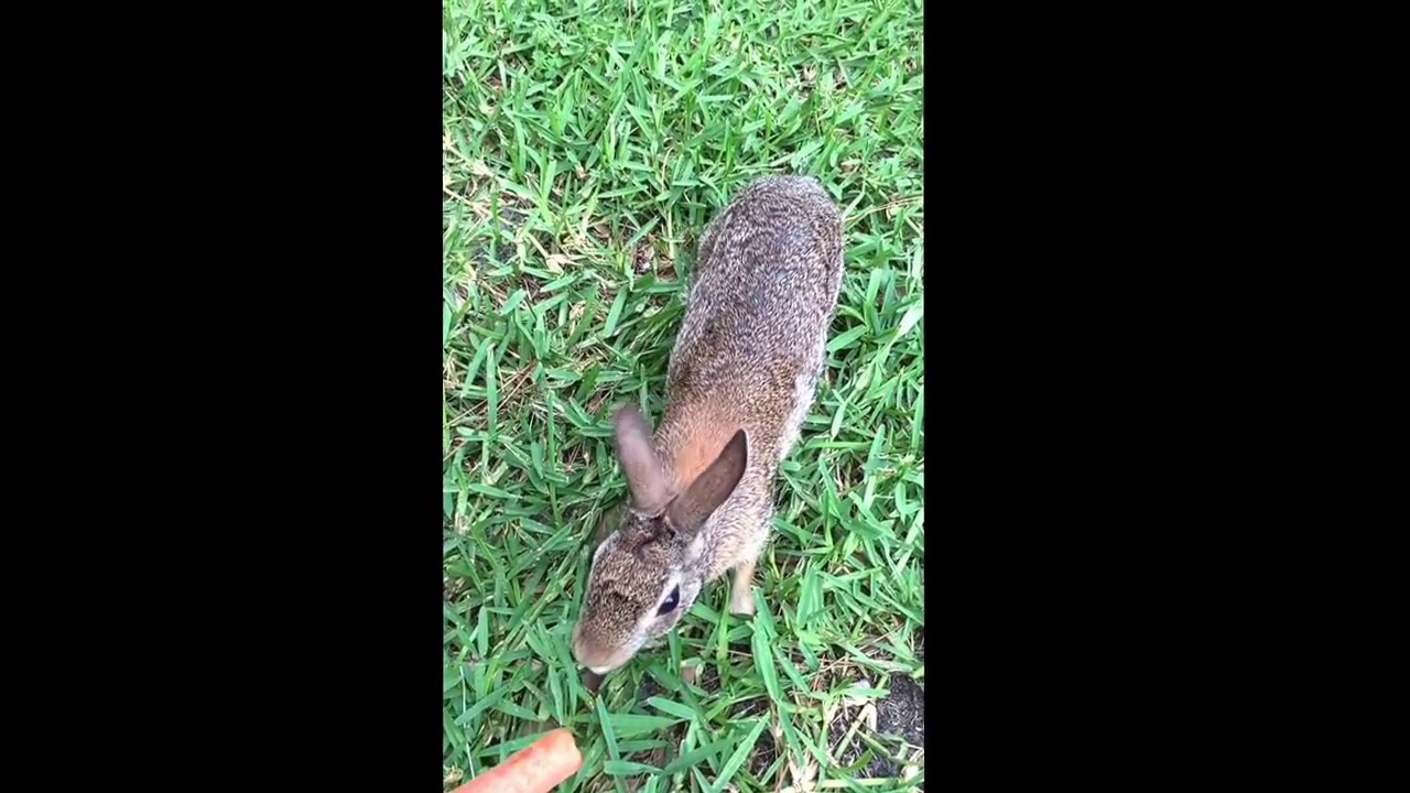 Taming a wild cottontail rabbit YouTube