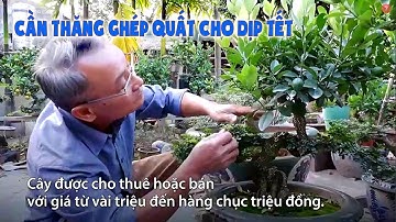 🔴 Ghép quất vào cần thăng bán Tết