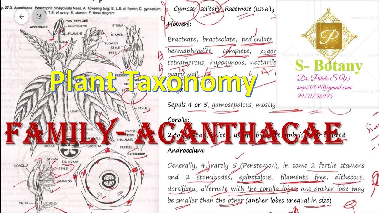 Family Acanthaceae YouTube