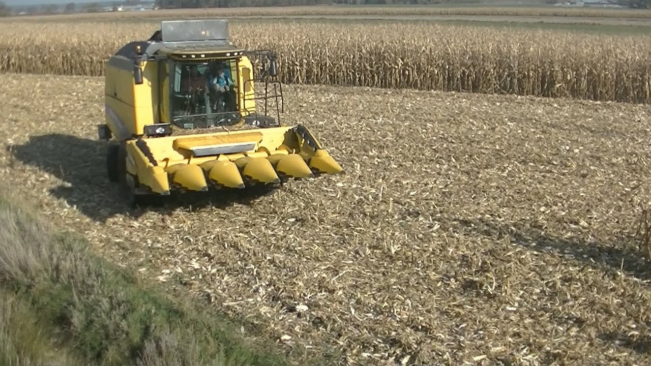 Szukanie ziarna na polu kukurydzy 2021