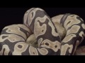 Scaleless Snakes : SnakeBytesTV : AnimalBytesTV