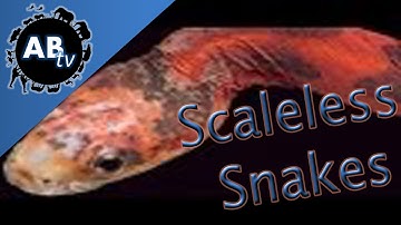 Scaleless Snakes : SnakeBytesTV : AnimalBytesTV