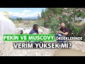 Pekin ve Moscovy Ördeklerinde Verim - Kanatlı Alemi