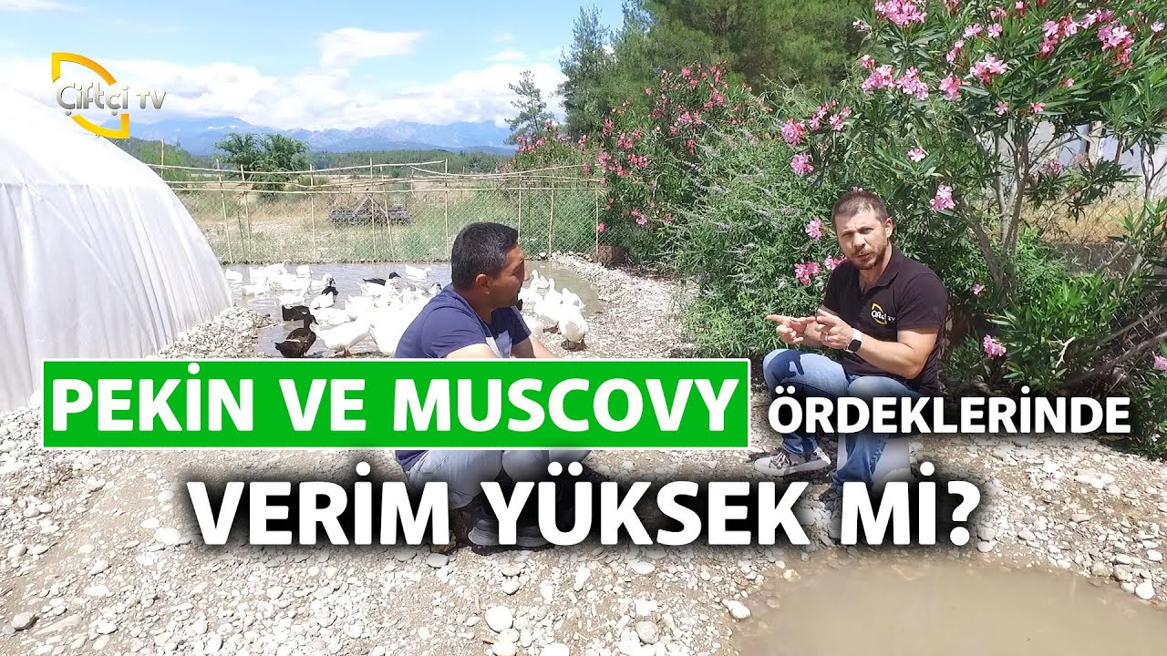 Pekin ve Moscovy Ördeklerinde Verim - Kanatlı Alemi
