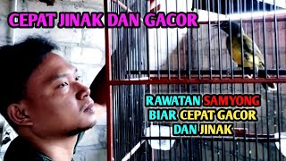 TIPS RAWATAN SAMYONG BIAR AKTIF BUNYI DAN CEPAT GACOR,,, NAH INI RAWATAN SAYA MASBRO