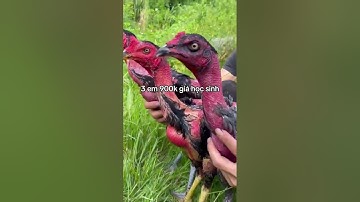 gà chọi con giá nhẹ gà chọi giá sinh viên #ganoi #shorts #gachoivietnam #birds