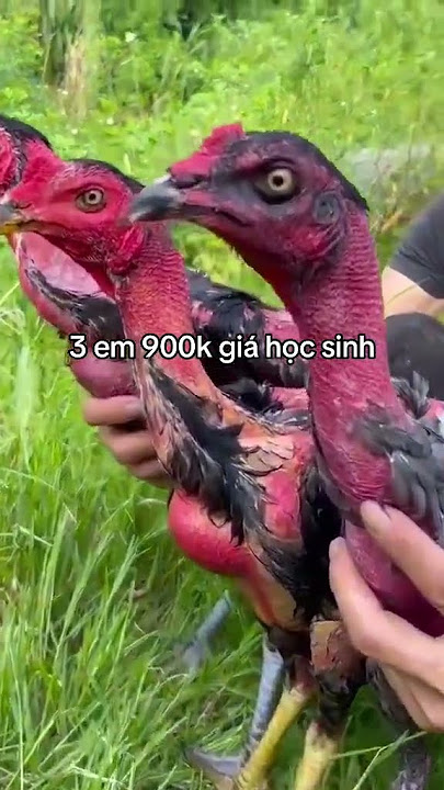 gà chọi con giá nhẹ gà chọi giá sinh viên #ganoi #shorts #gachoivietnam #birds
