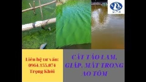 CÁCH XỬ LÝ TẢO LỤC, TẢO KHUÊ DÀY VÀ CẮT TẢO ĐỘC TRONG AO TÔM | TRỌNG KHÔI OFFICIAL