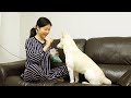 상상 속의 간식을 먹는 강아지 반응 / 진돗개 / Funny Dogs Video