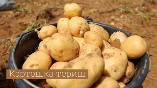 Картошка териш | Усмановлар оиласи