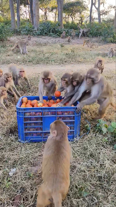 Download lagu Aha tamatar bade majedar 🍅🐒 trending song #bandar #monkeyvideo #monkey 01745