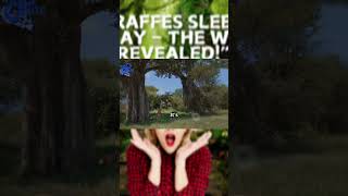 “Why Giraffes Sleep Only 2 Hours a Day – The Wild Truth Revealed!” #fyp #animals #giraffes