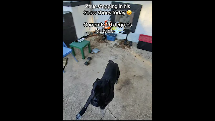 #fy #fyp #like #comment #share #sub #subscribe #like #dogbreed #viralvideo #viralvid #viral