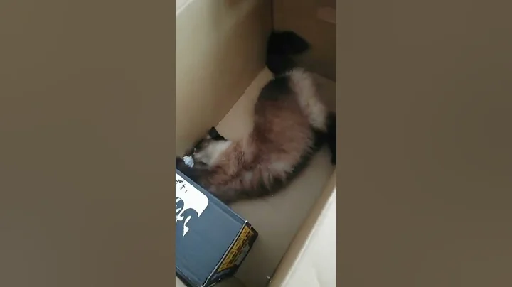 🔴🔴 Cute Cat, Funny Cats, Funny Animals #shorts #cats