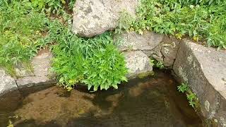 köyümüzün meşhur çeşmesi/ kaniya mezın (büyük çeşme)