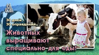 Животные выращиваются специально для еды (Оправдание 24) Животные выращиваются специально для еды (Оправдание 24)