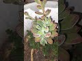 EVOLUCION DE SUCULENTA
