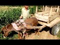 آدمی گدھے کے ساتھ کیسے چل رہا ہے Foryou بچے Donkey Pages آدمی گدھے کے ساتھ کیسے چل رہا ہے Foryou بچے Donkey Pages